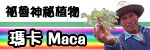 瑪卡 Maca